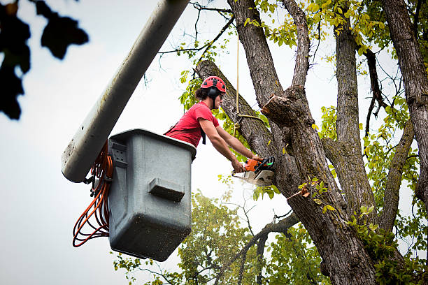 Best Tree Mulching  in Hudson, OH